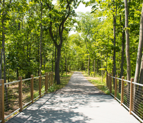 Photograph of a walking bridge at Emerald Preserve taken during the day, overshadowed by the green leafy foliage of trees on either side of the path